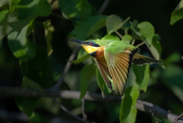 bythom int bots khwai April2022 Z9 19401