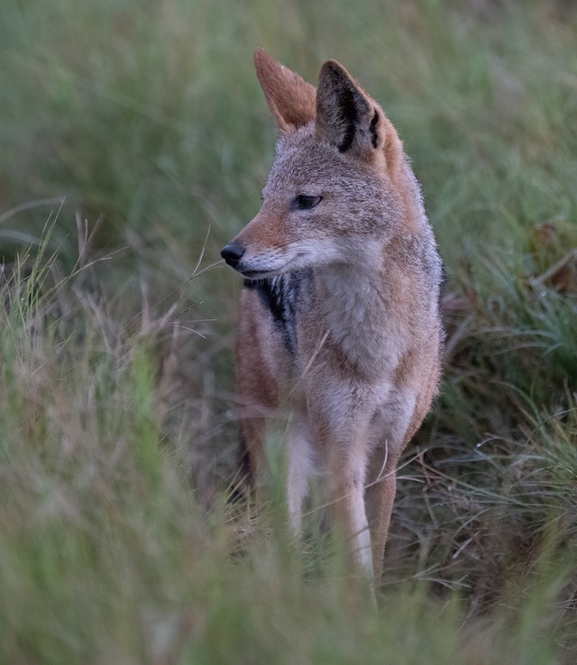 bythom int bots moremi April2022 Z9 18626