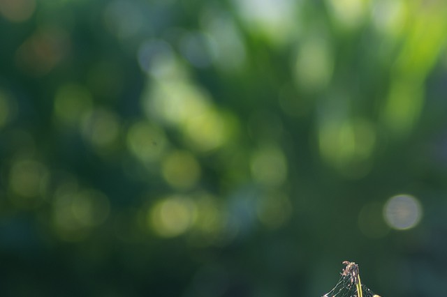 bythom opetaka bokeh