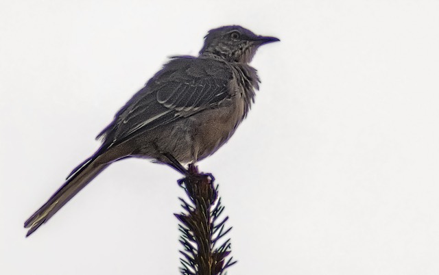 bythom opteka bird modified2