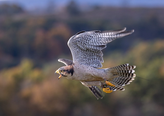 bythom US PA LVNC Oct18-2020 R6 0132