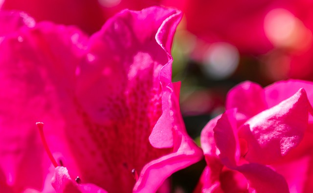 bythom viltrox bokehdetail