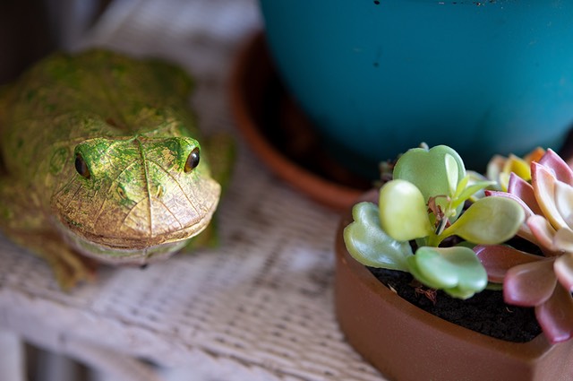 bythom viltrox frogoverall