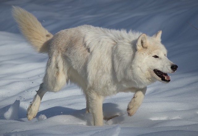 bythom wildlife tripledgamefarm 2-2017 eos m5 38082