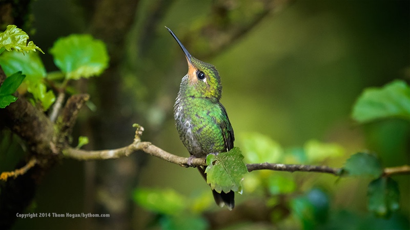 INT COSTA-RICA 12-2014 EM1 14807.jpg