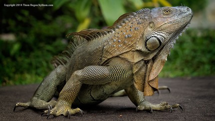 INT COSTA-RICA 12-2014 EM1 15743.jpg